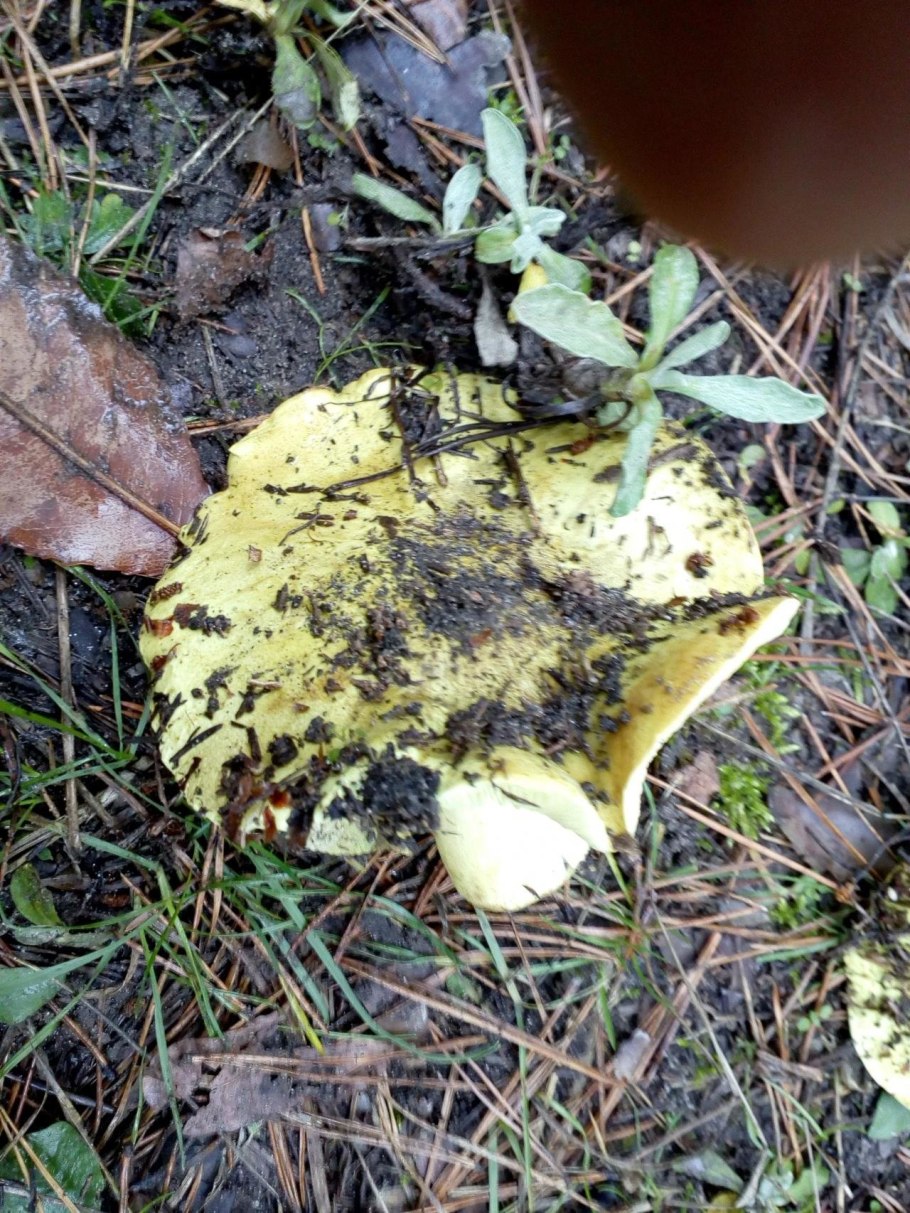 Рядовка мыльная Tricholoma saponaceum