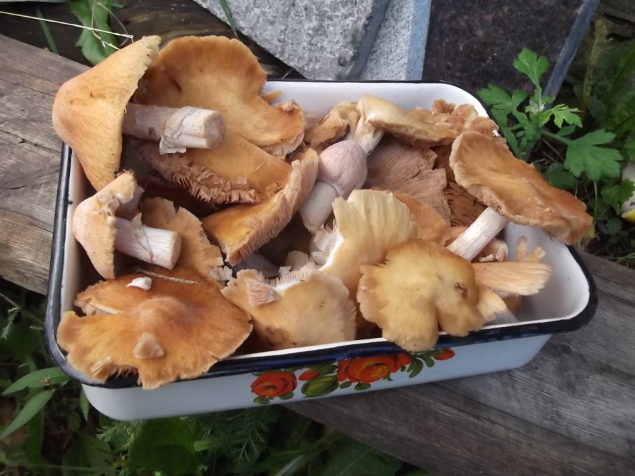 Гриб навозник зонтик