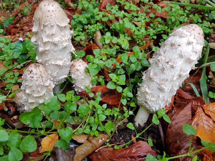 Пикнопореллус сверкающий