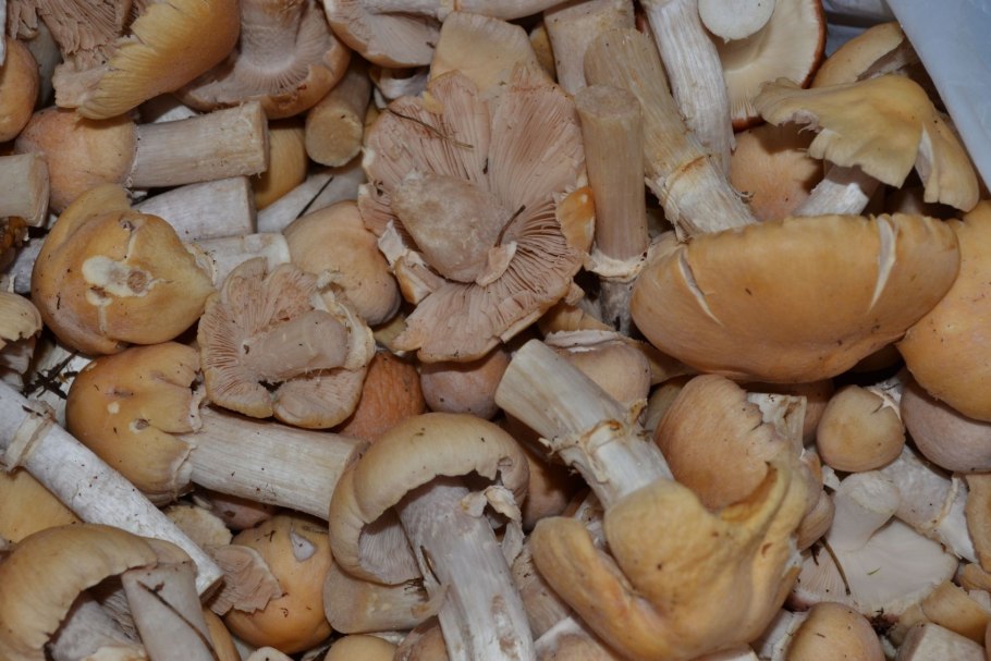 Шампиньон кольчатый