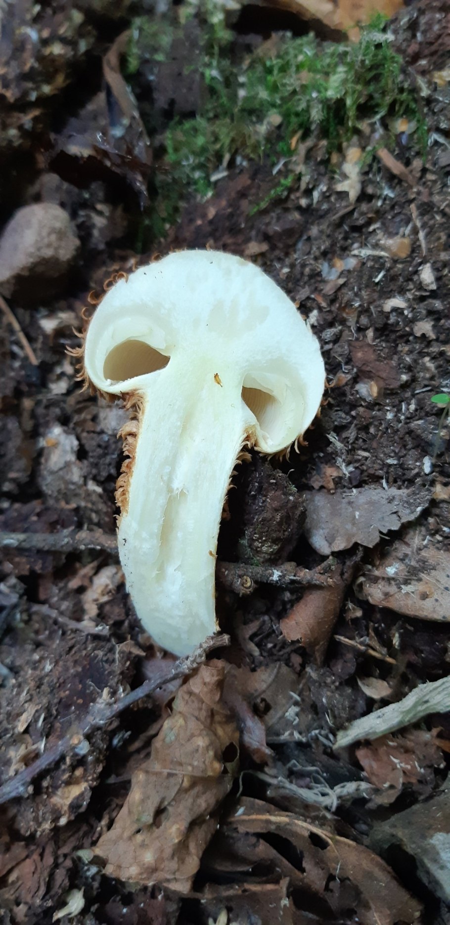 Чешуйчатка оттопыренно-чешуйчатая