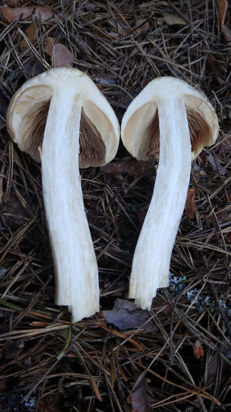 Липовки грибы