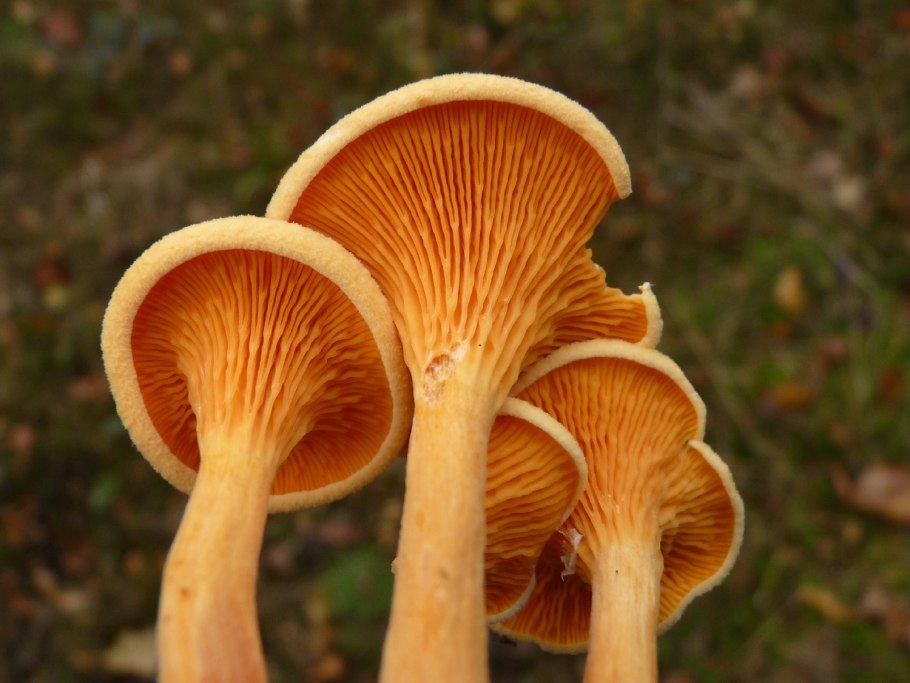 Оранжевая говорушка маслиновый омфалот