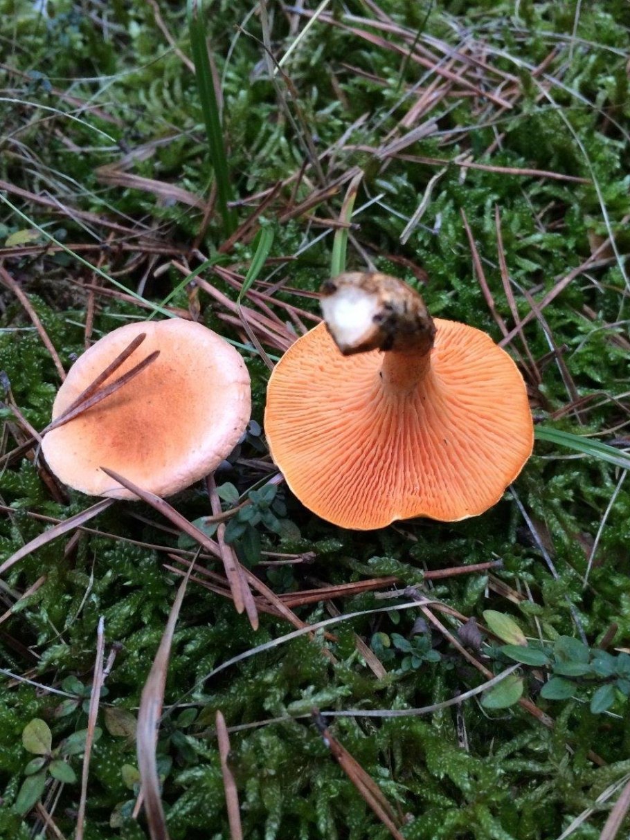 Говорушка оранжевая ложная Лисичка