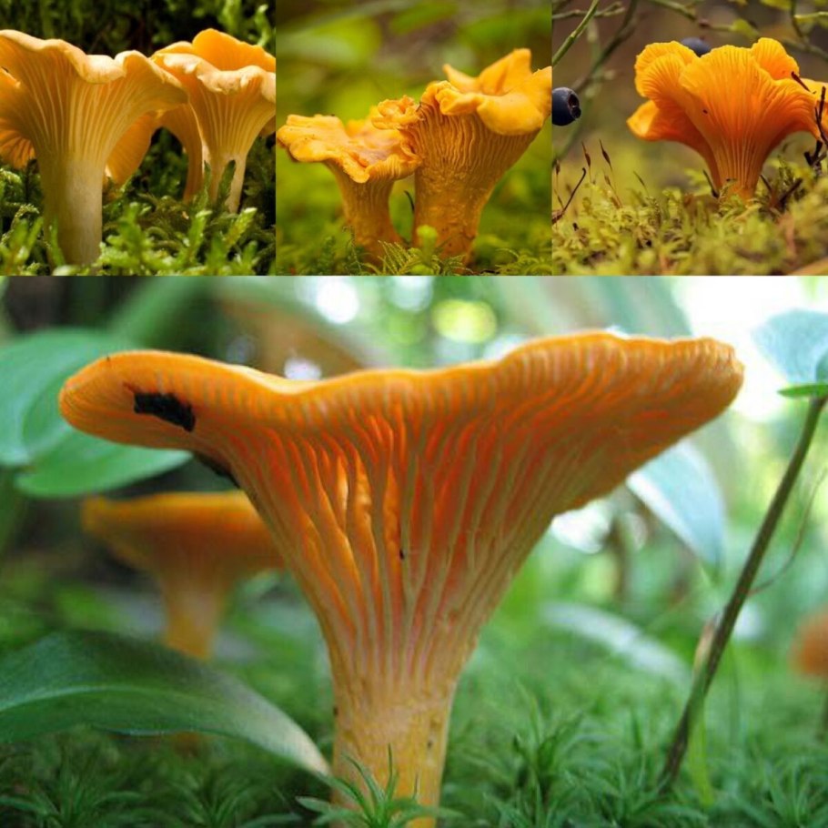 Лисичка киноварно-красная