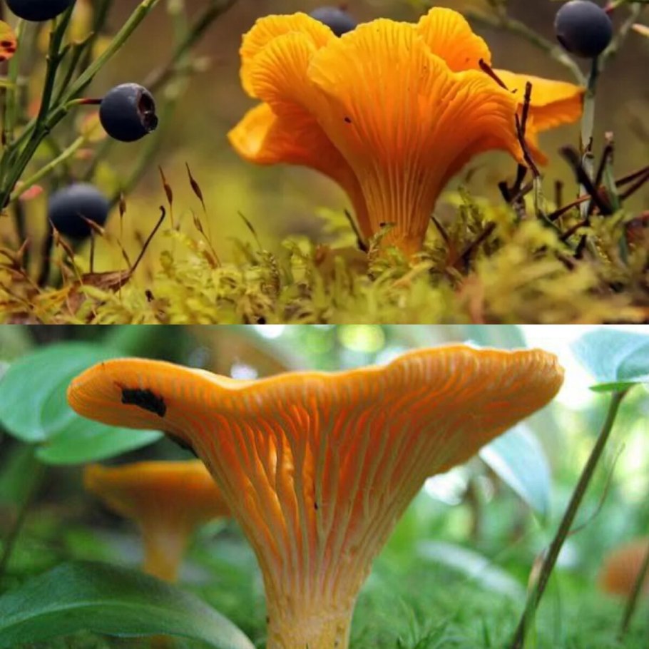 Лисички грибы ареал