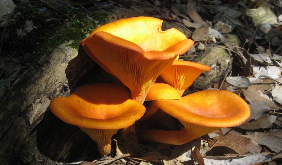 Лже лисички грибы