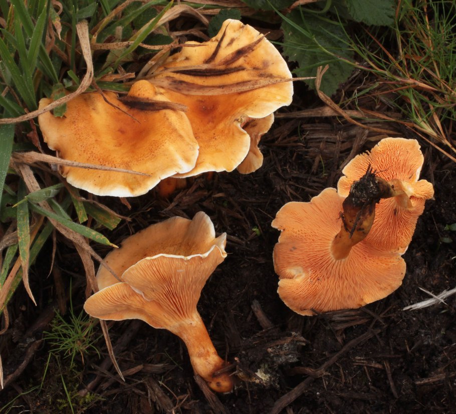 Лисичка ложная Hygrophoropsis aurantiaca