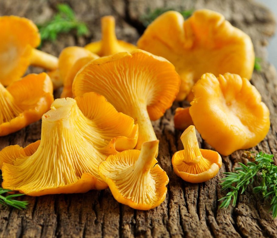 Грибы лисички