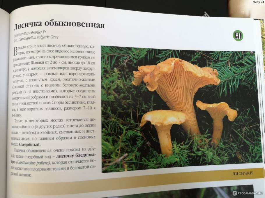 Грибы лисички фото и описание