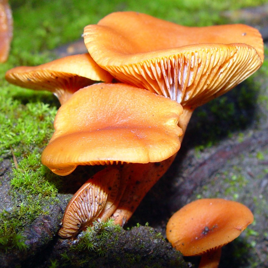 Рыжие лисички грибы