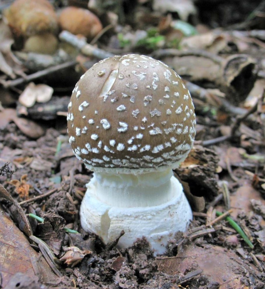 Аманита гриб