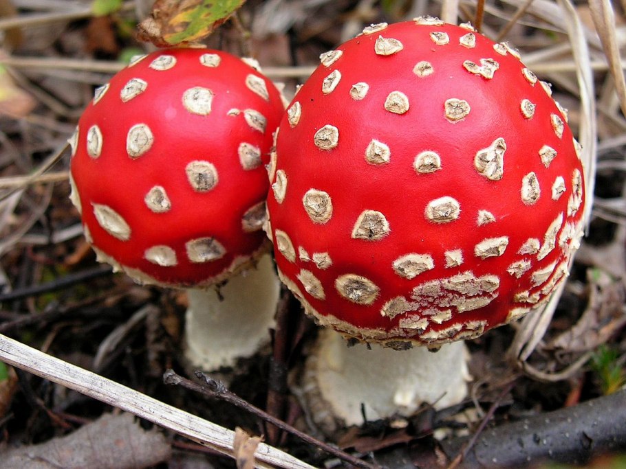 Гриб мухомор пантерный