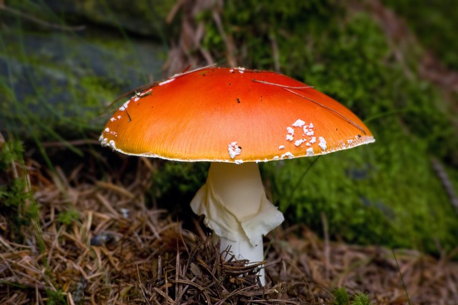 Amanita muscaria