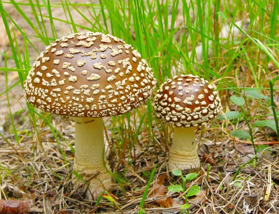 Мухомор Amanita muscaria