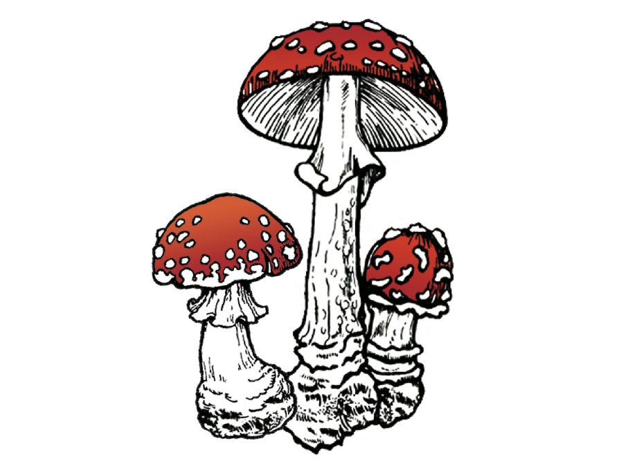 Аманита Мускария