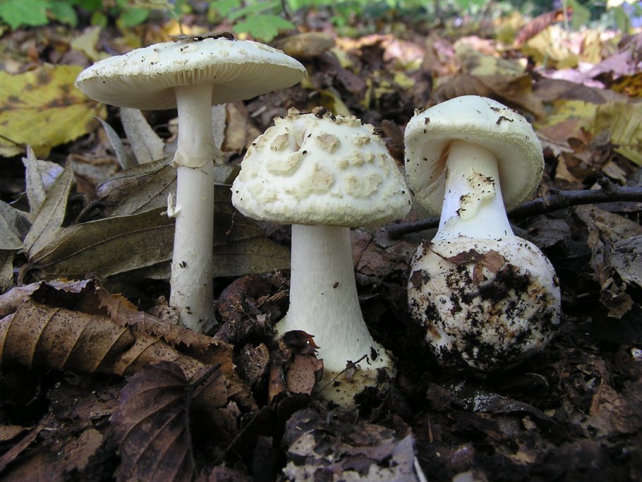 Amanita citrina