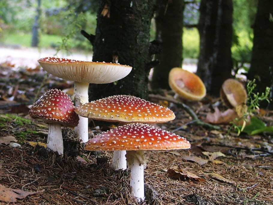 Аманита Мускария