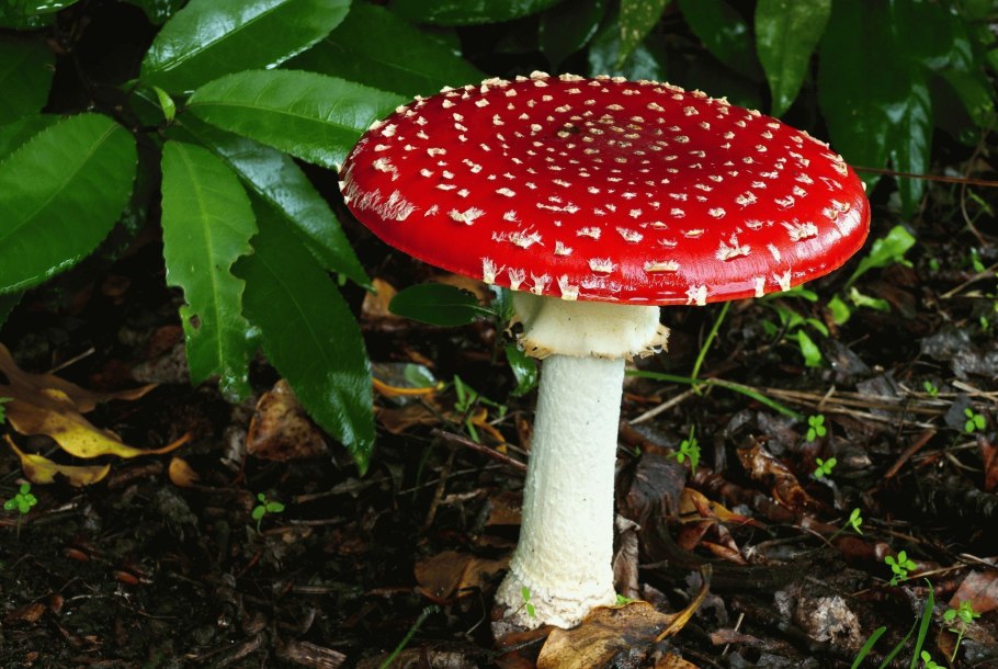 Amanita Ponderosa гриб