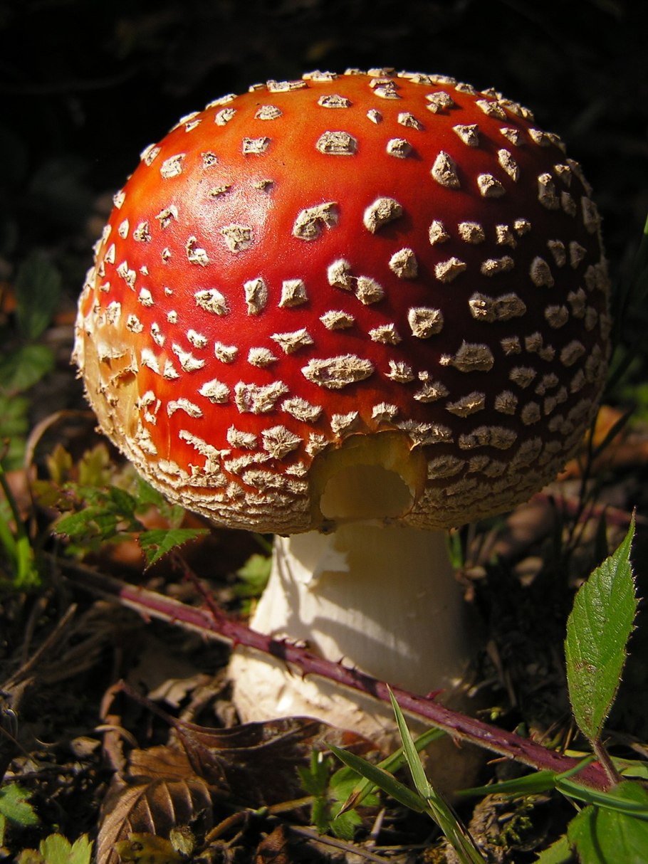 Грибы Аманита Мускария