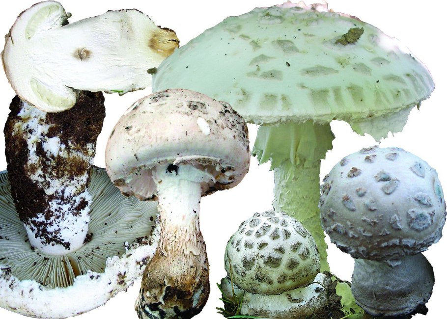 Мухомор Amanita muscaria