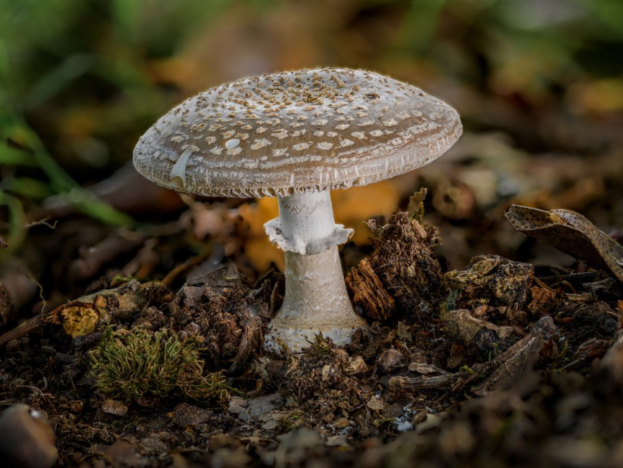 Осенний грибы с красной шляпкой