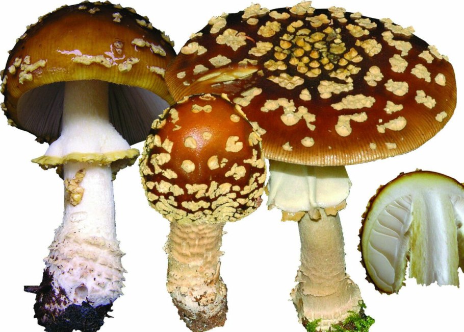 Мухомор Аманита Мускария