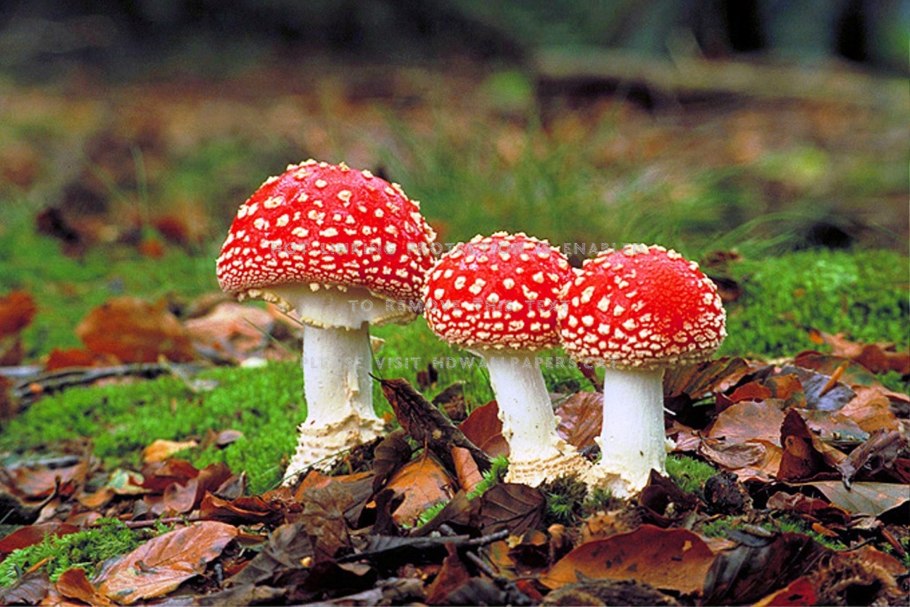 Мухомор красный (Amanita muscaria)