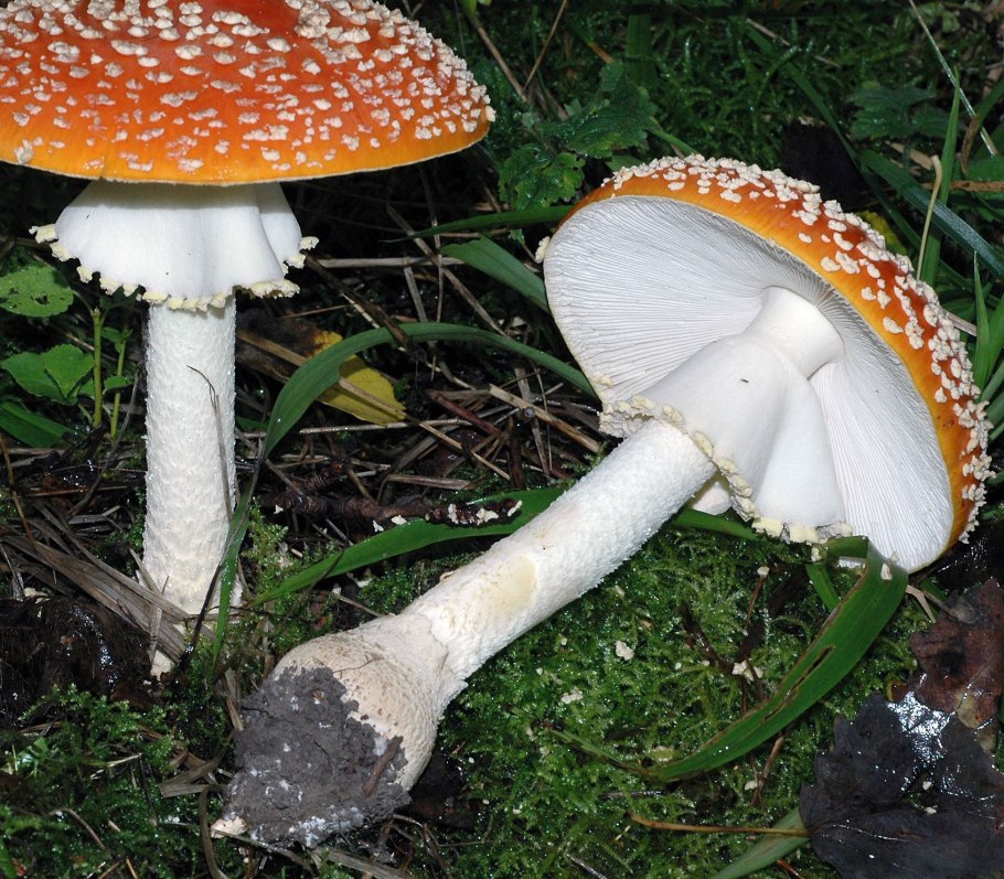 Мухомор шишковидный (Amanita strobiliformis)
