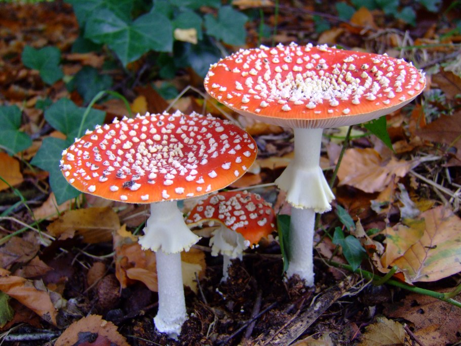 Аманита Мускария