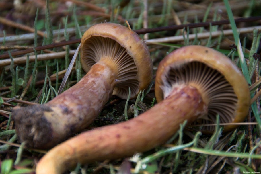Мокруха желтоножковая грибы