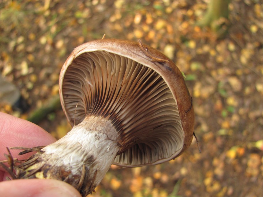 Гриб мокруха белая