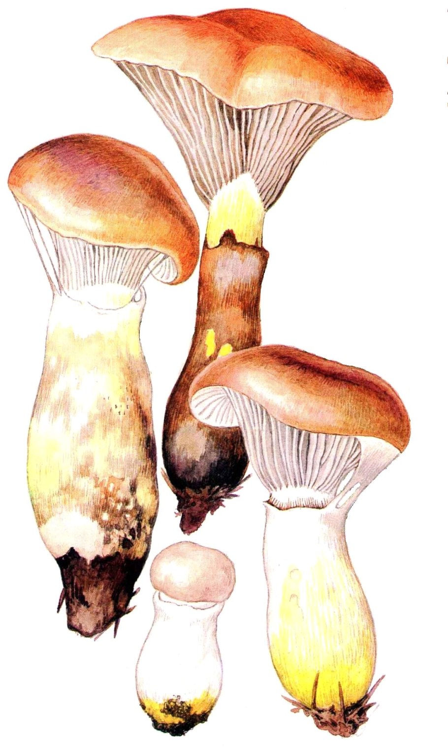 СЛИЗНЯК мокруха