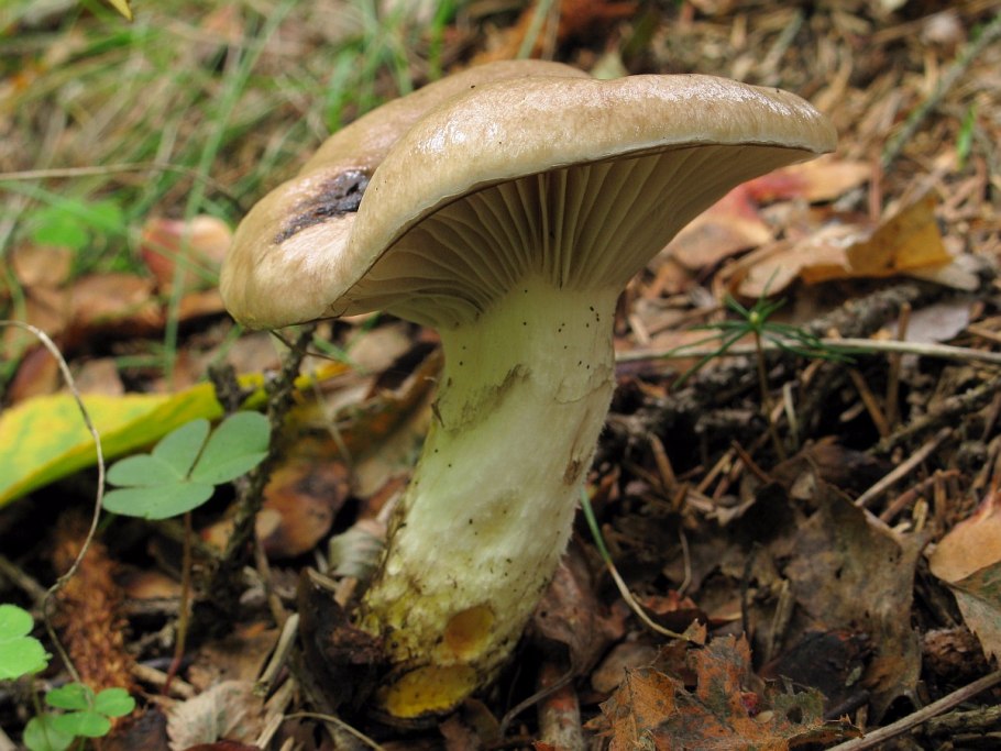 Мокруха Еловая съедобная