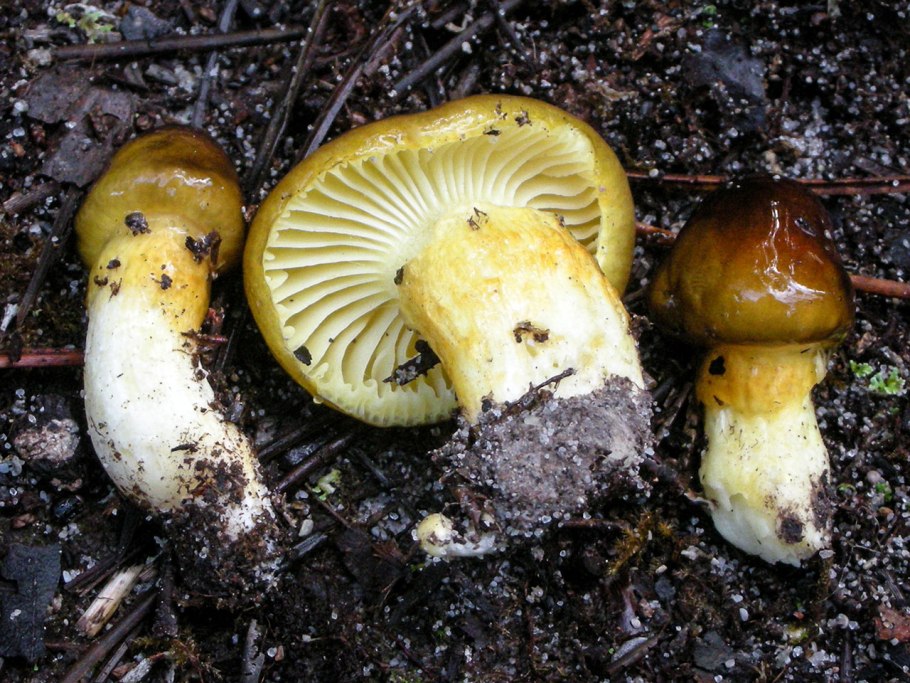 Ложноопёнок серно-жёлтый гриб