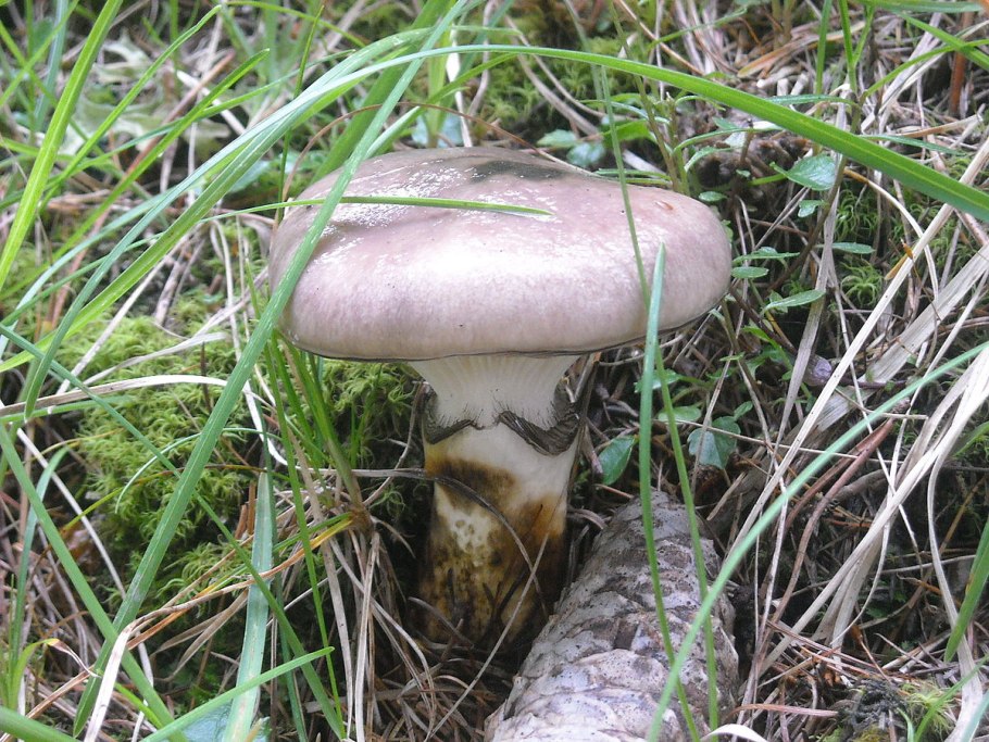 Gomphidius glutinosus