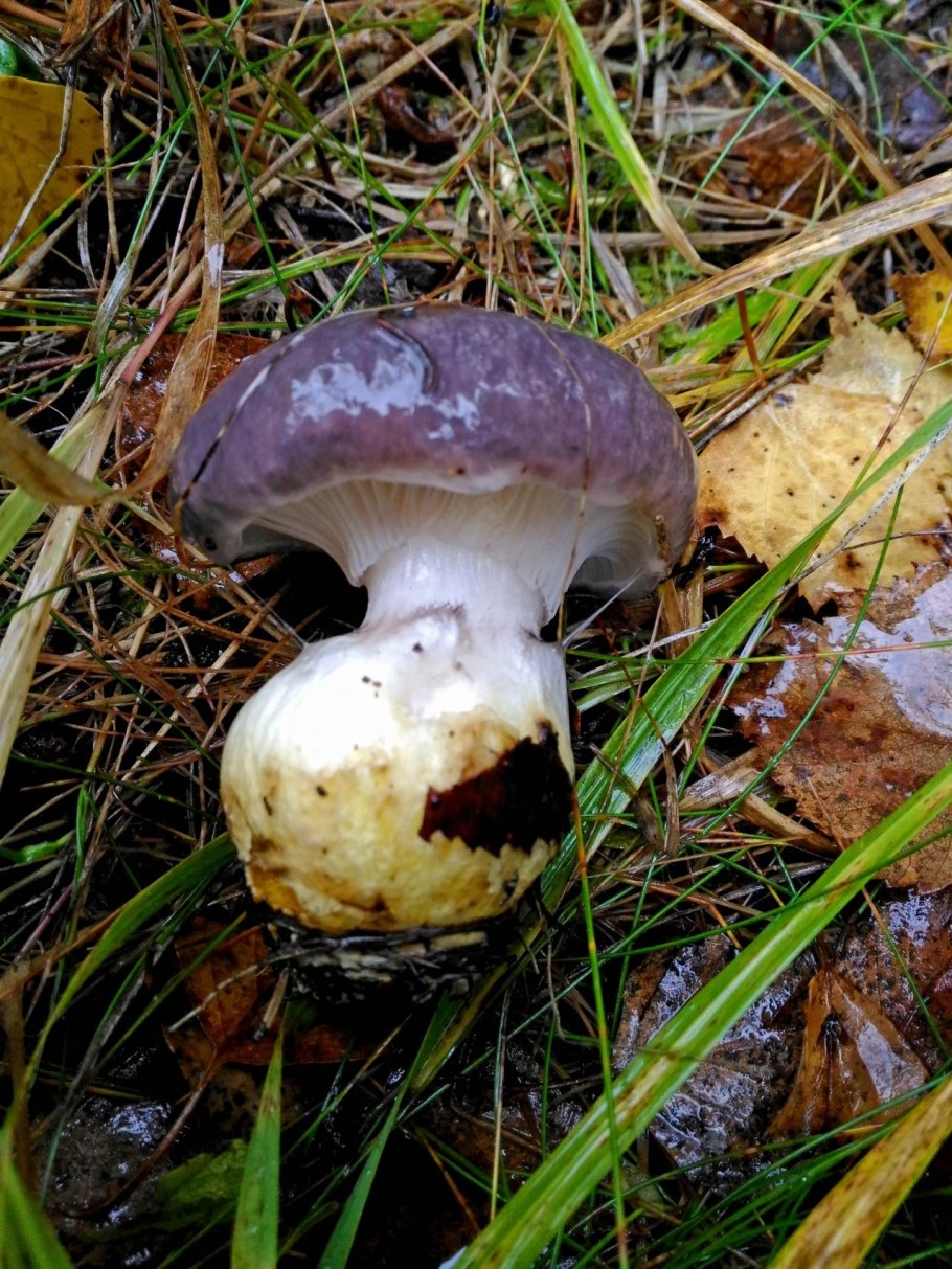 Мокруха Еловая