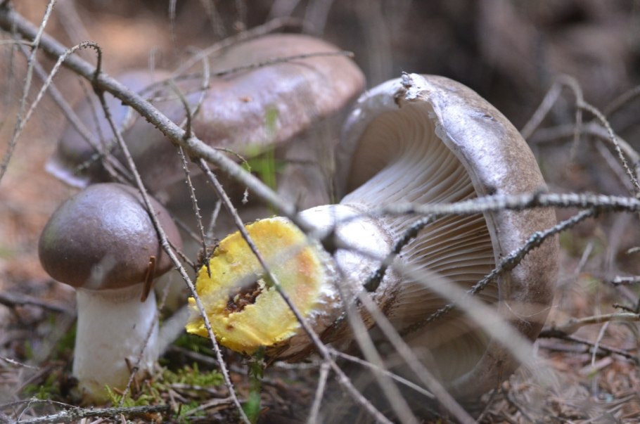 Мокруха Еловая гриб