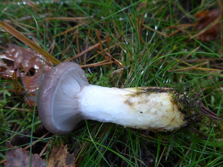 Gomphidius glutinosus гриб