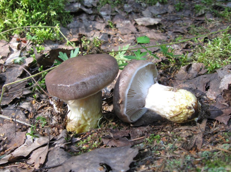 Грибы желтые растущие под осинами