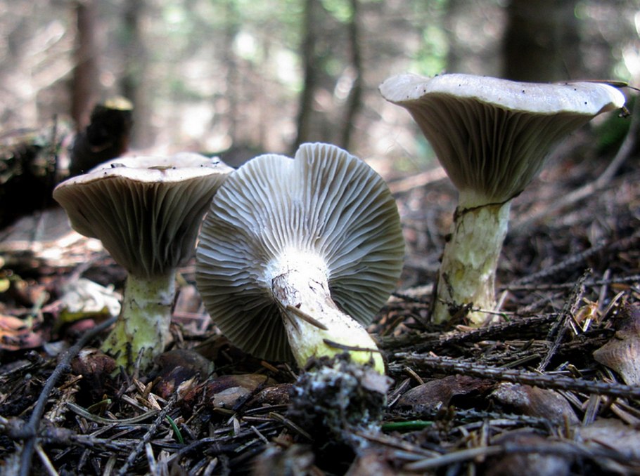 Мокруха Еловая гриб ложные