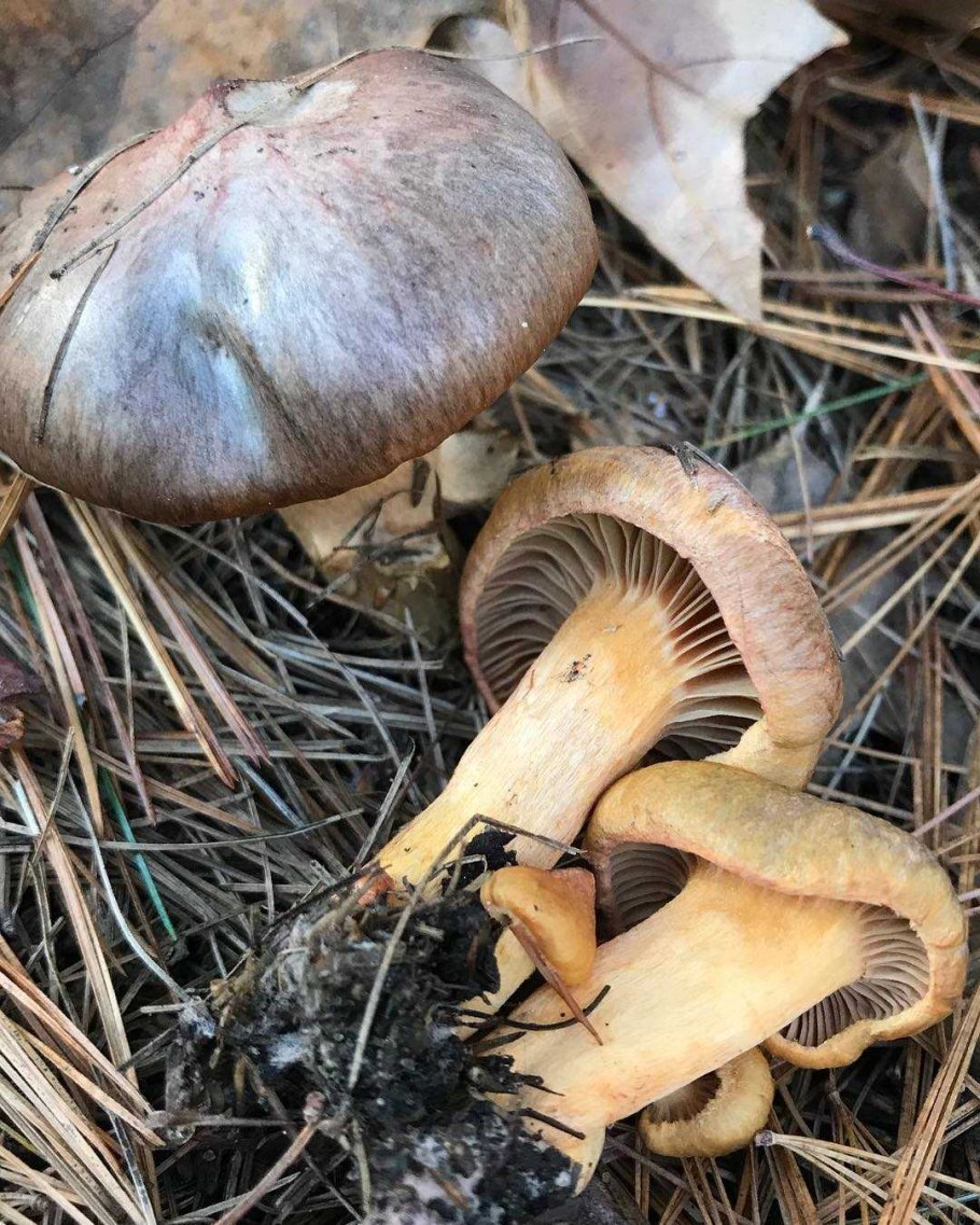 Мухомор ярко-жёлтый