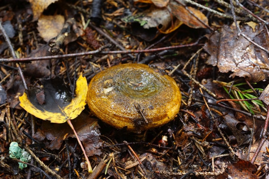 Tricholoma viridilutescens
