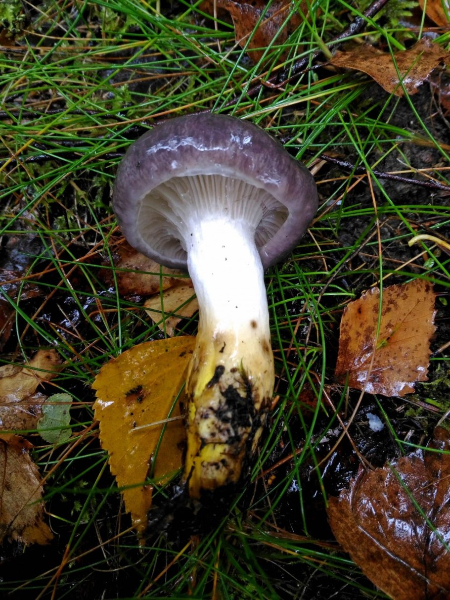 Мокруха желтоножковая