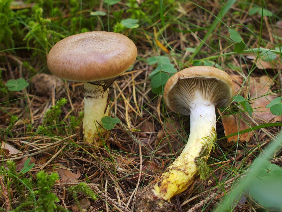 Гигрофор бурый