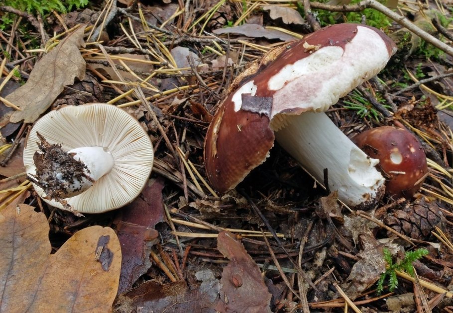 Сыроежка охристая Russula ochroleuca