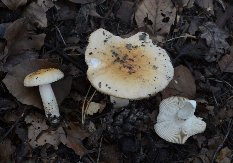 Сыроежка xerampelina