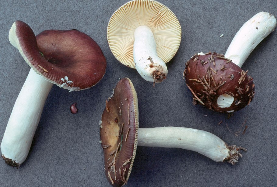 Russula fulvograminea