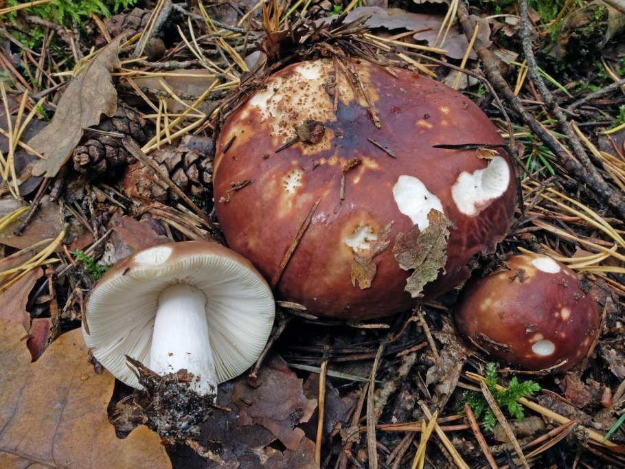 Сыроежка родственная