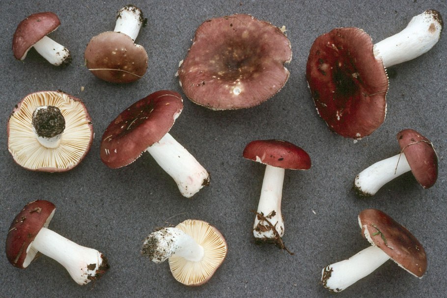 Сыроежка сардониксовая Russula Sardonia